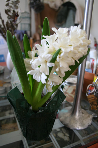 A beautiful hyacinth